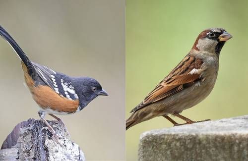 Explosiones-para-ampliar-el-muro-fronterizo-danan-el-cerro-Cuchuma-y-ponen-en-riesgo-su-avifauna